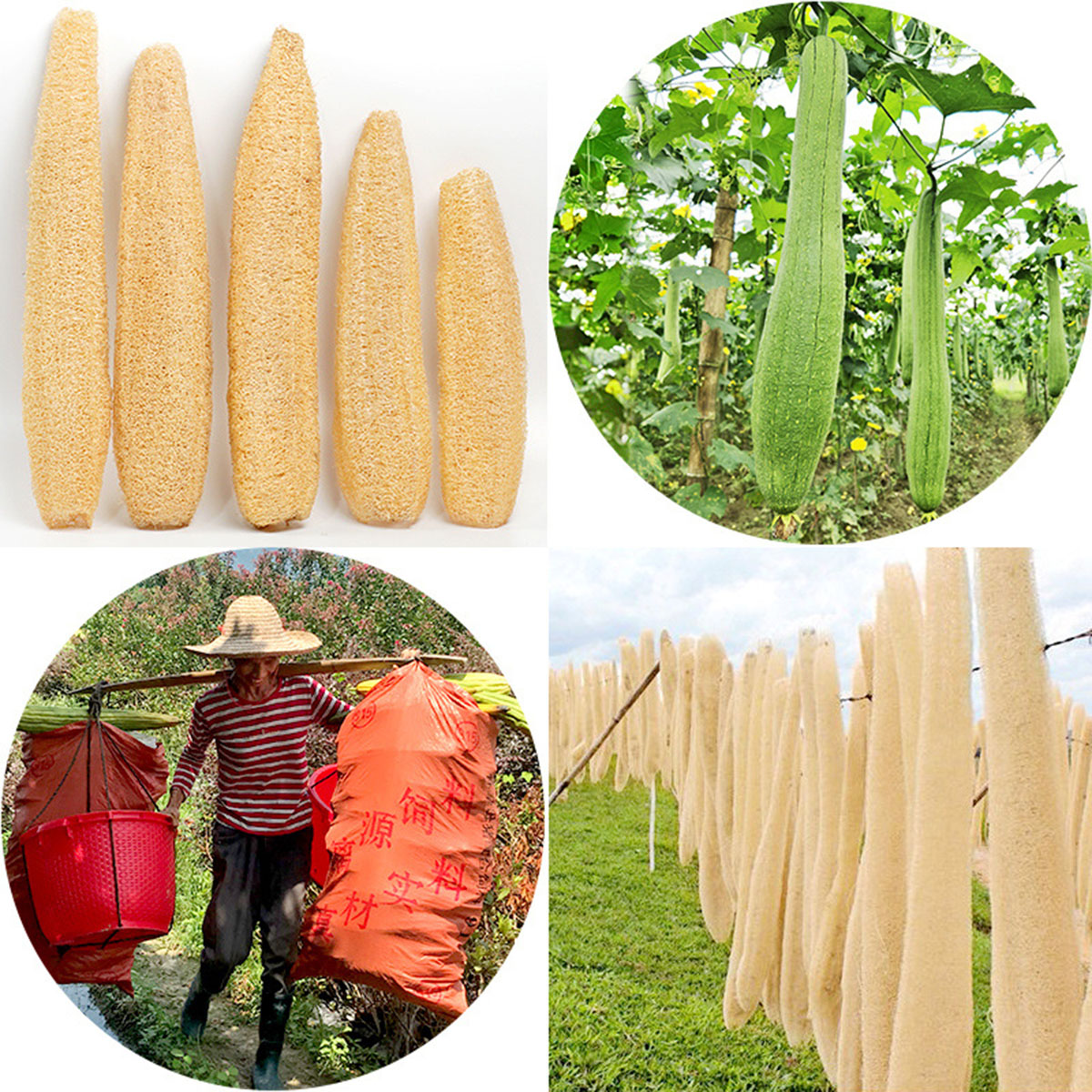 قطعة واحدة من إسفنجة اللوف الط - مراجعة Body Loofah Natural وسعره