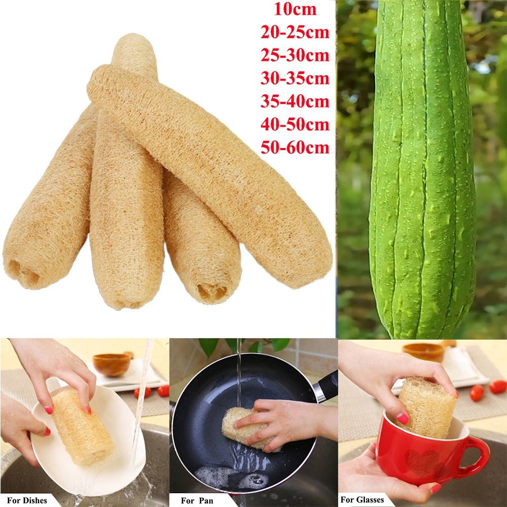 إسفنجة لوفة طبيعية طويلة صديقة - مراجعة Body Loofah Natural وسعره