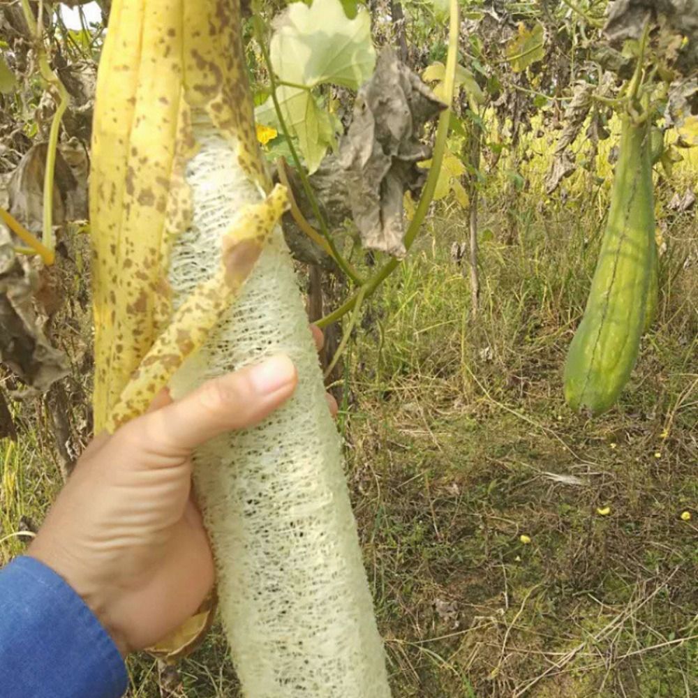 إسفنجة لوفة طبيعية طويلة صديقة - مراجعة Body Loofah Natural وسعره